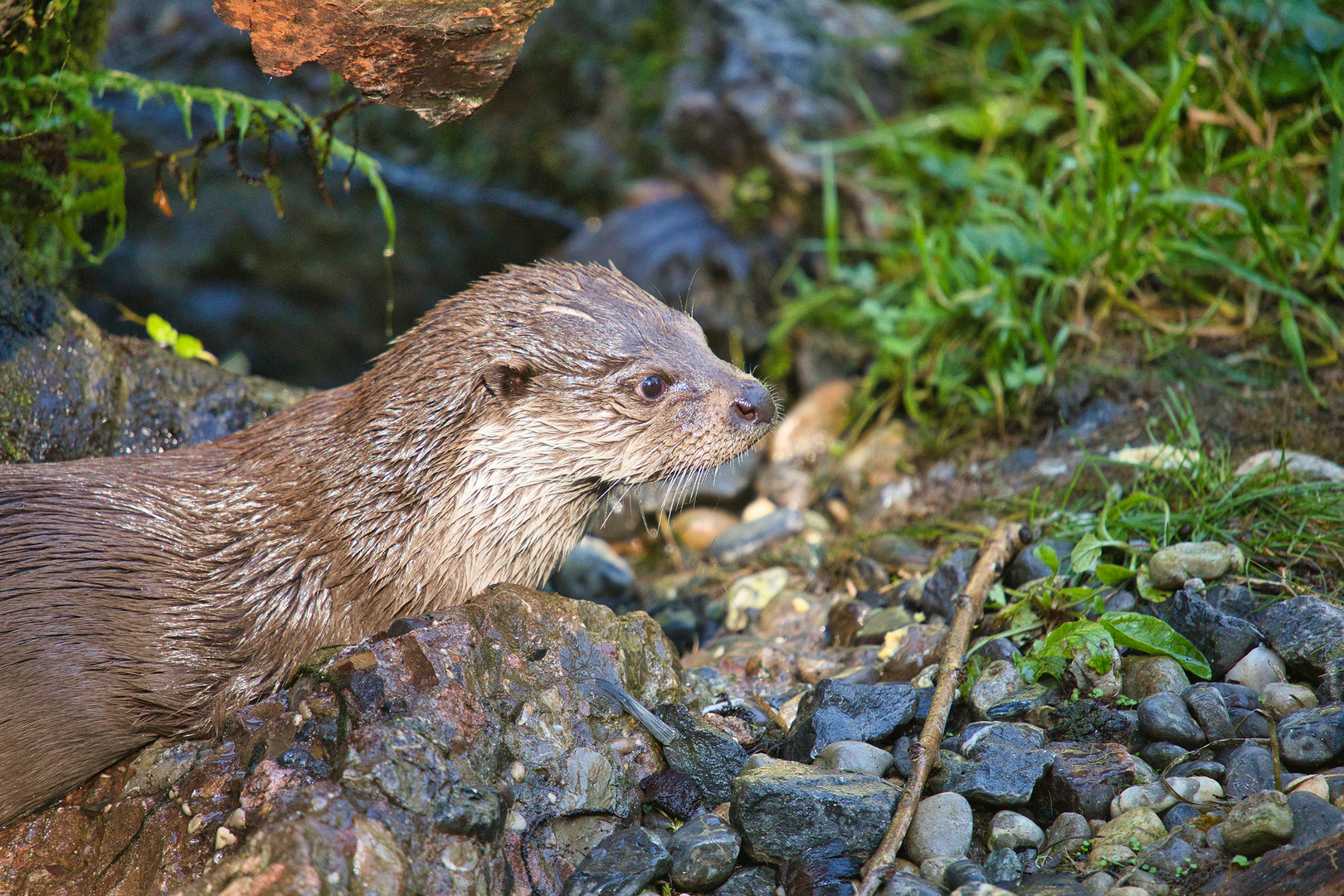 Eurasischer Fischotter