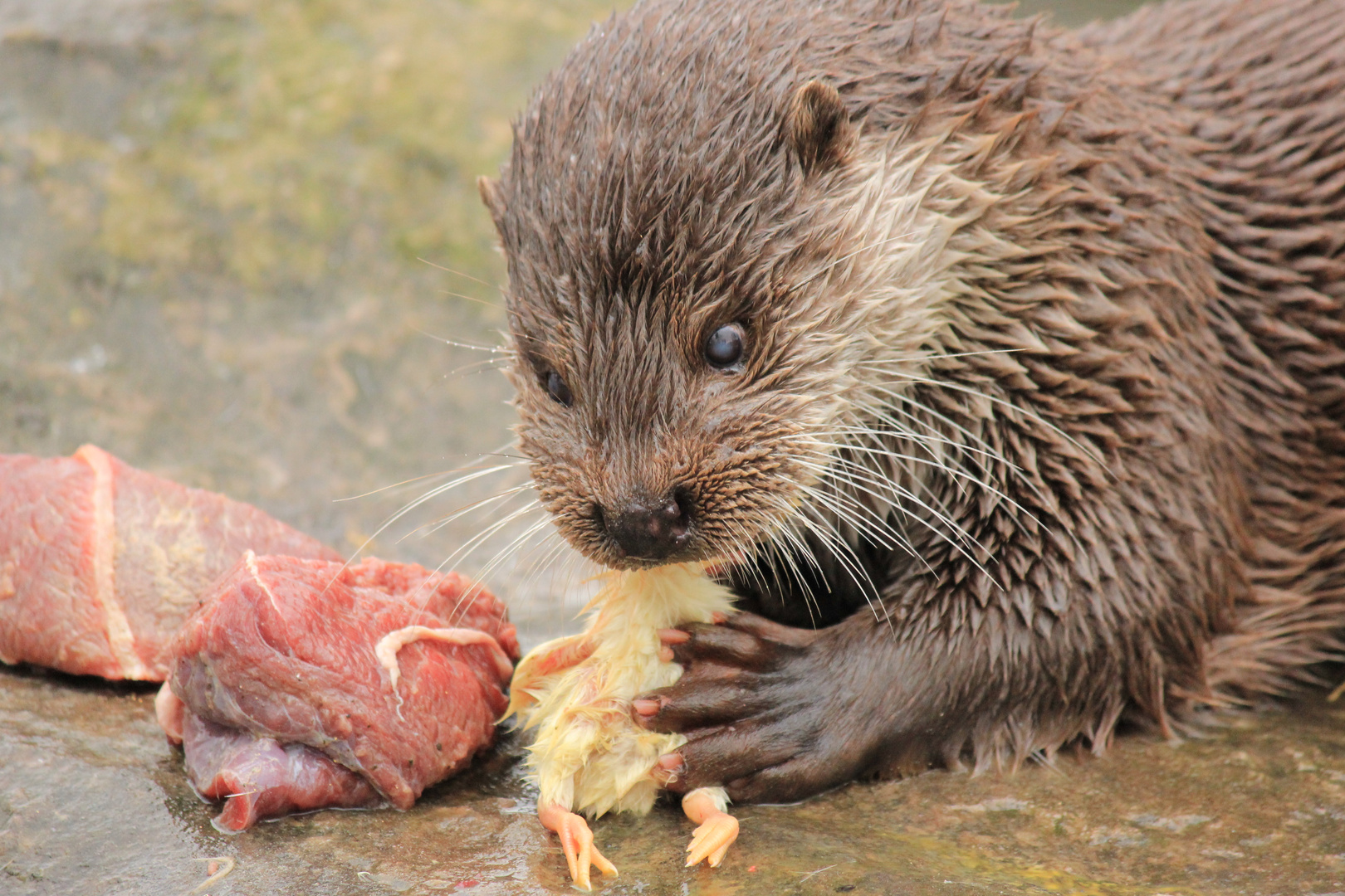 Eurasischer Fischotter Zoo Krefeld