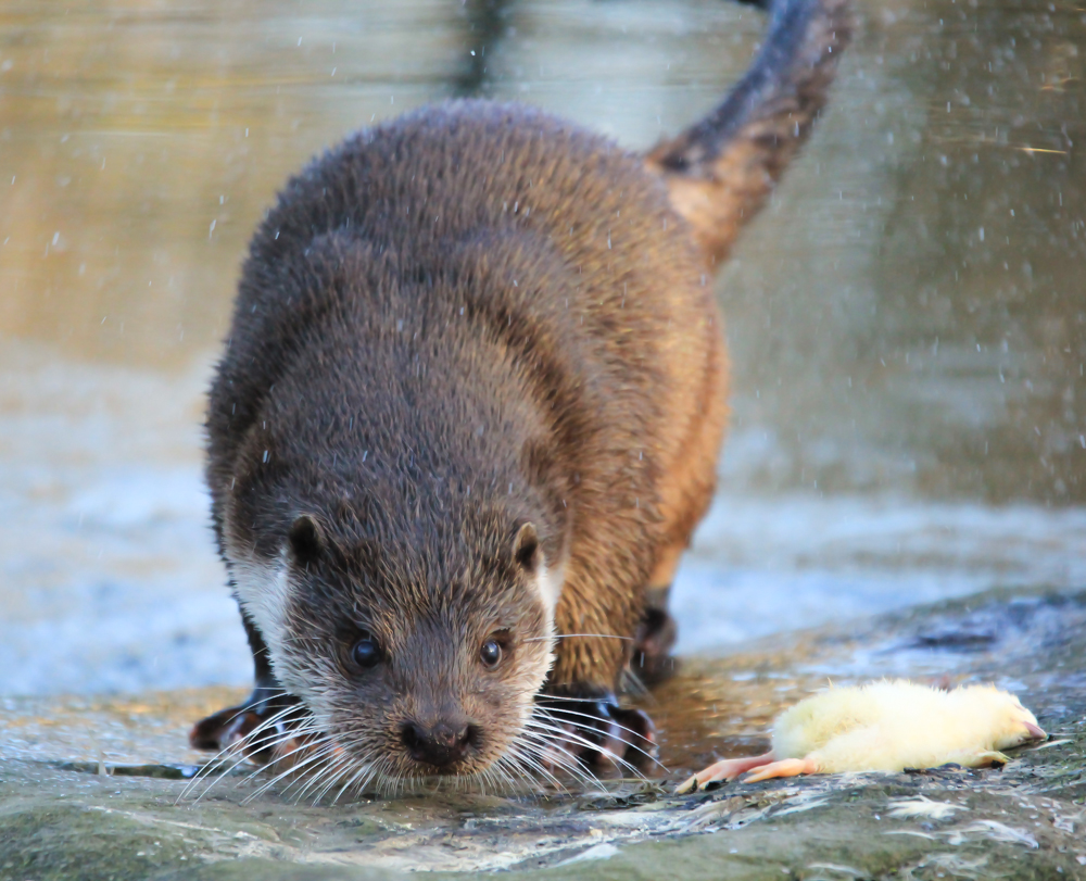 Eurasischer Fischotter Zoo Krefeld