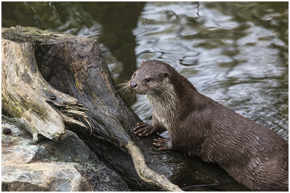 Eurasischer Fischotter(Lutra lutra)