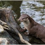 Eurasischer Fischotter(Lutra lutra)