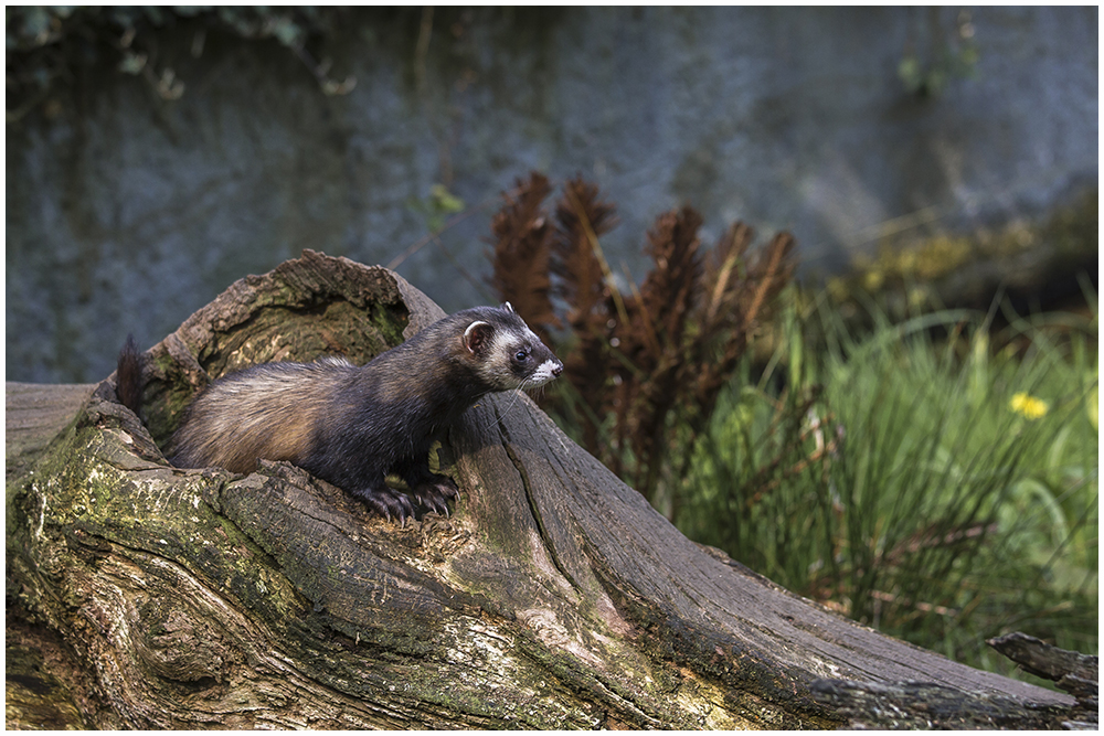 Eurasischer Iltis(Mustela putorius)