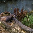 Eurasischer Iltis(Mustela putorius)