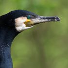 Eurasischer Kormoran