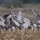 Eurasischer Kranich (Grus grus)