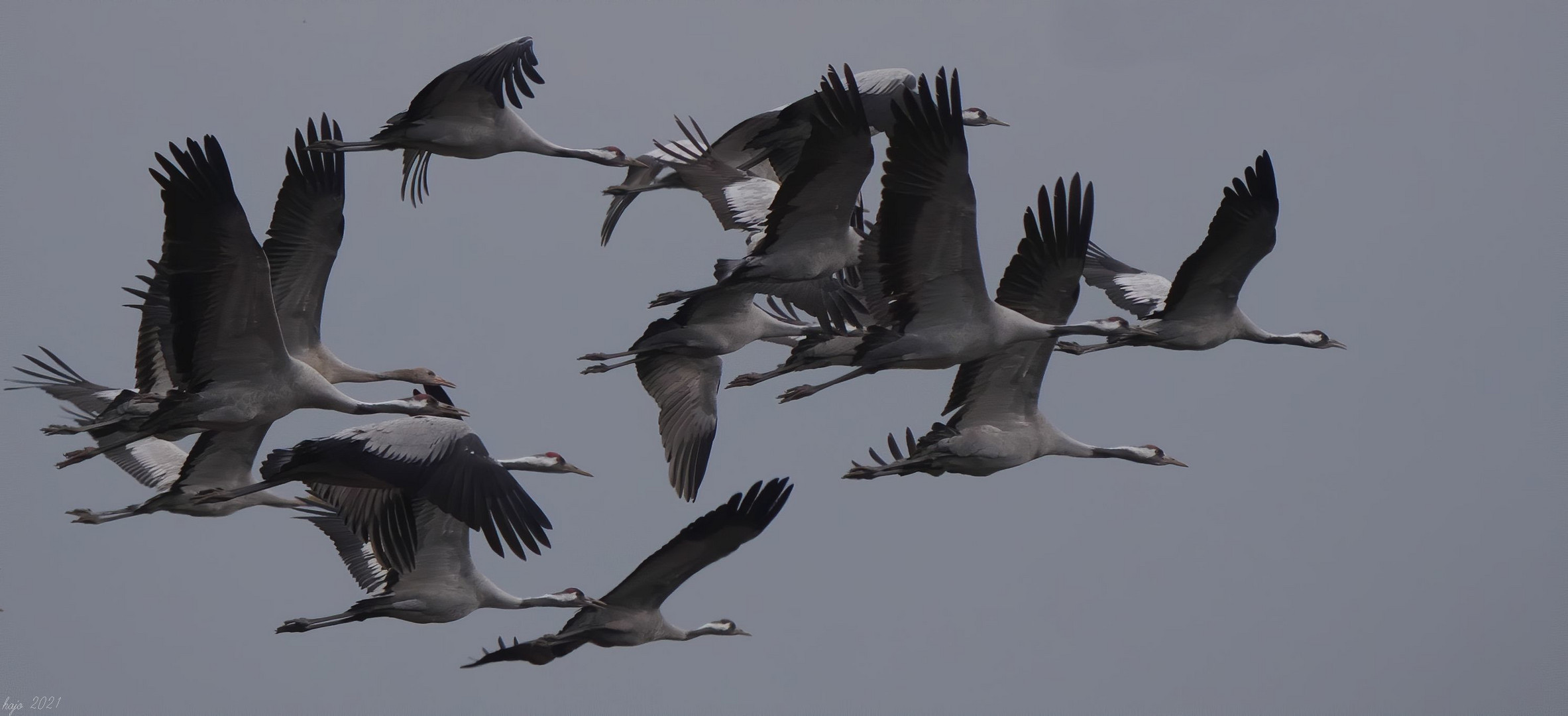 Eurasischer Kranich (Grus grus)