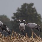 Eurasischer Kranich (Grus grus)