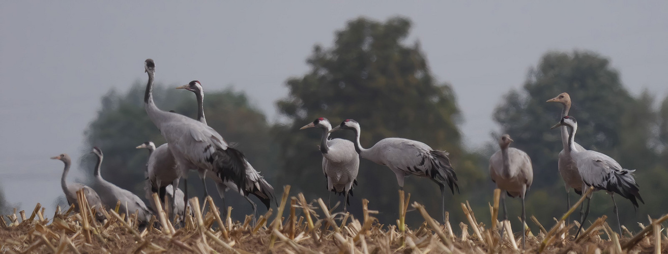 Eurasischer Kranich (Grus grus)