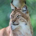 Eurasischer Luchs