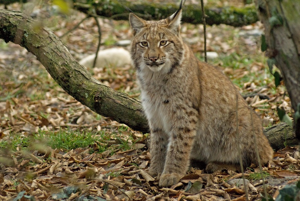 Eurasischer Luchs