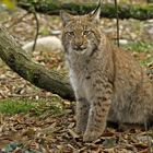 Eurasischer Luchs