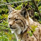  Eurasischer Luchs