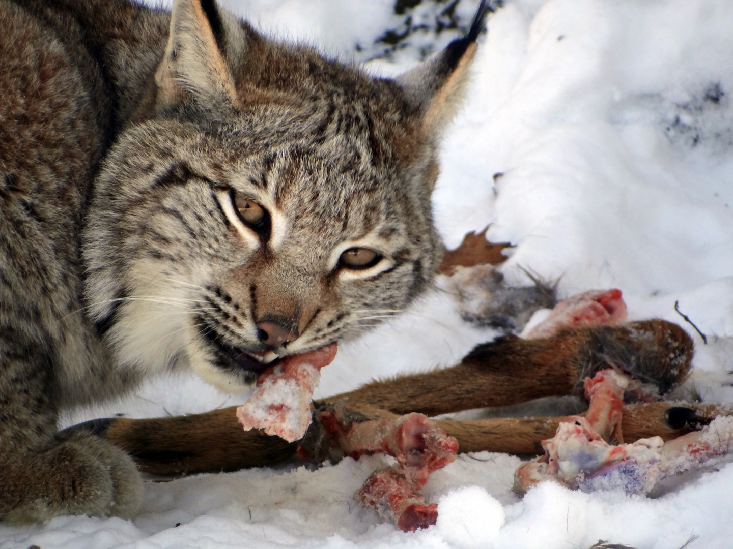 Eurasischer Luchs