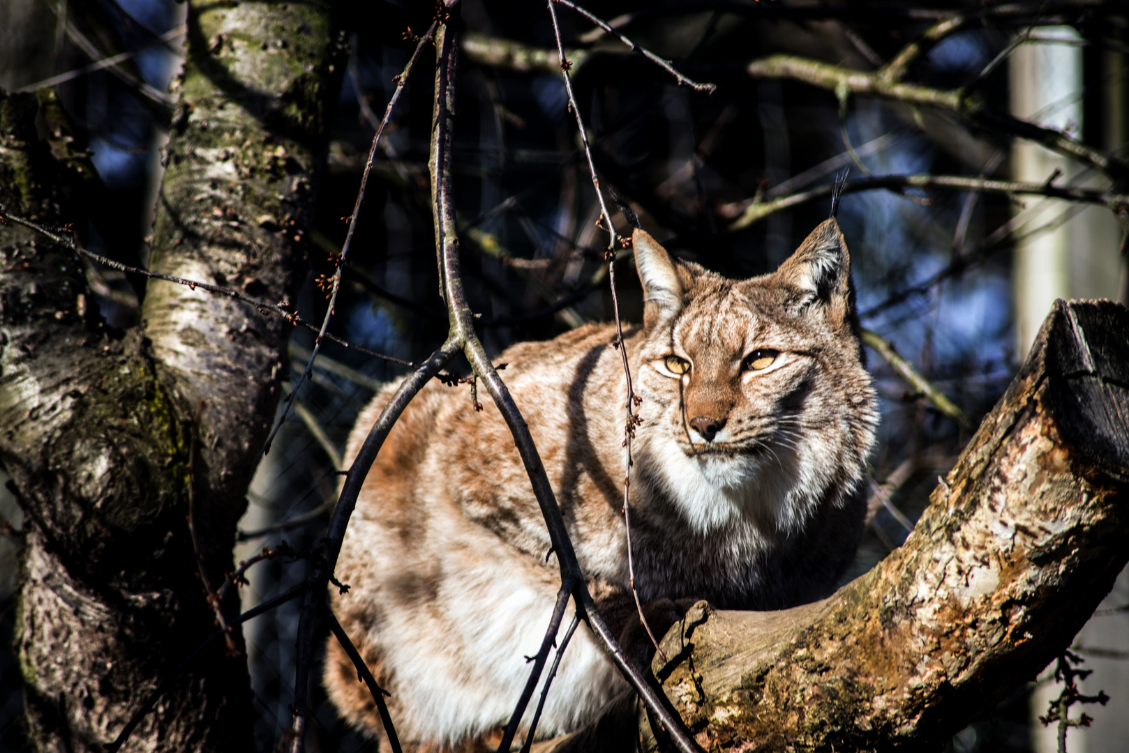 Eurasischer Luchs