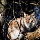 Eurasischer Luchs