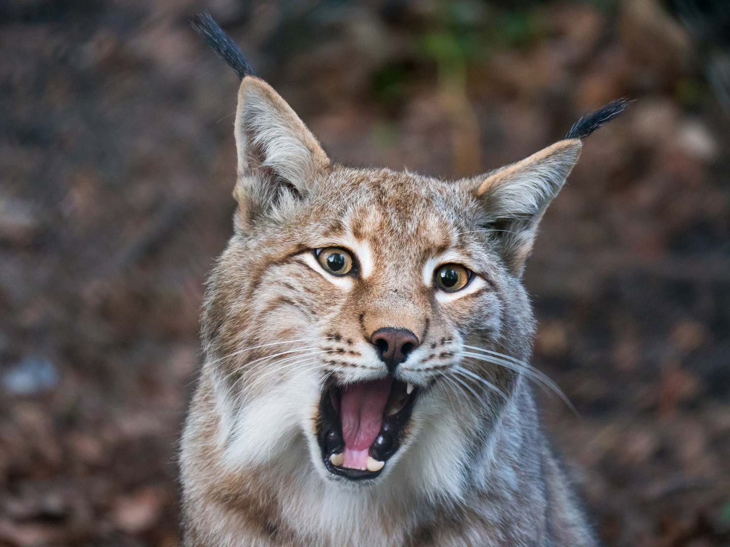 Eurasischer Luchs 2 23.04.19