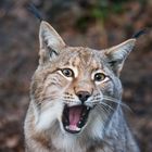 Eurasischer Luchs 2 23.04.19