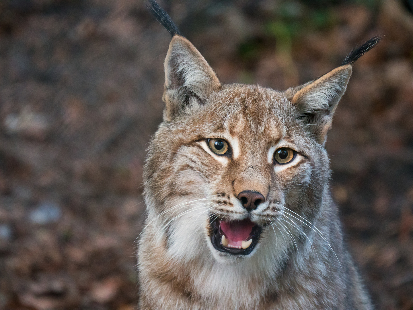 Eurasischer Luchs 23.04.19