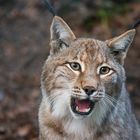 Eurasischer Luchs 23.04.19