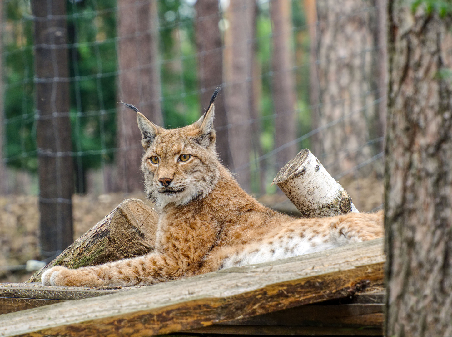 Eurasischer Luchs