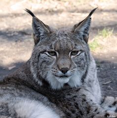 Eurasischer Luchs