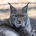 Eurasischer Luchs