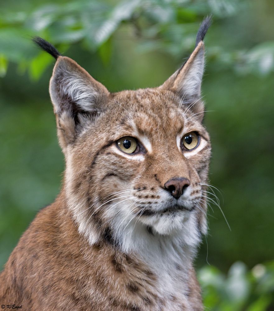 Eurasischer Luchs