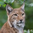 Eurasischer Luchs