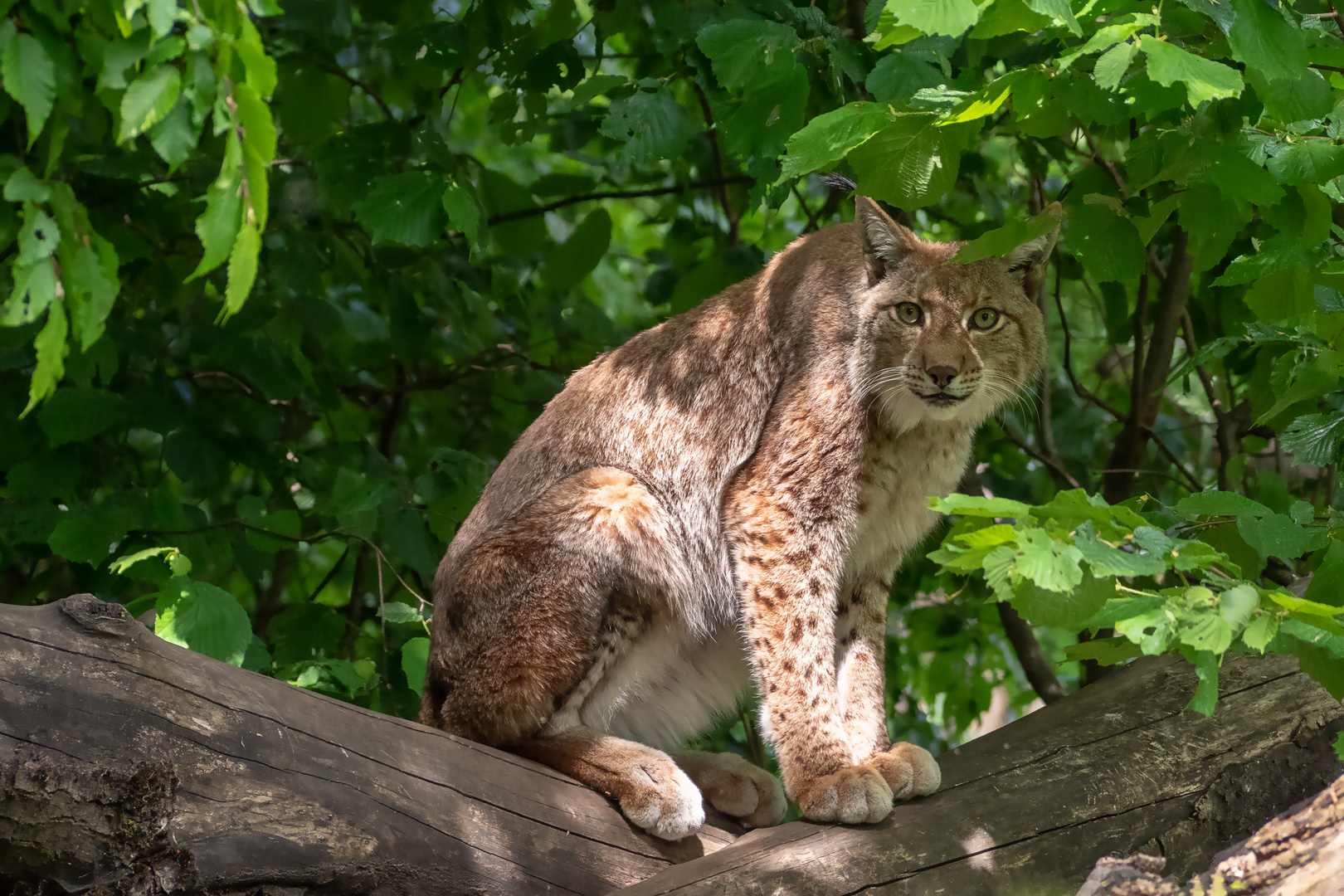 Eurasischer Luchs