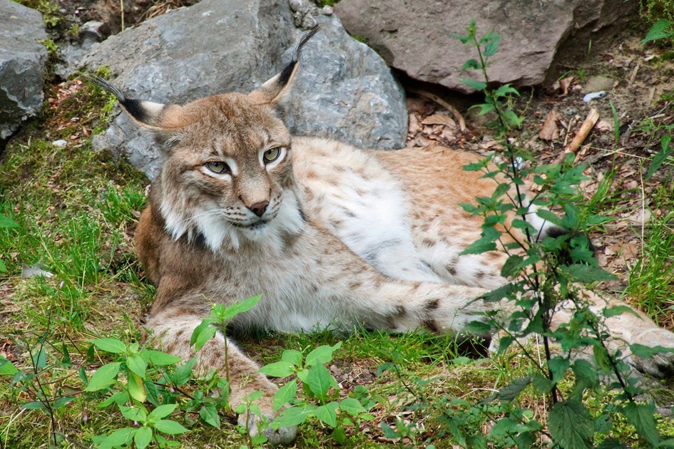 Eurasischer Luchs