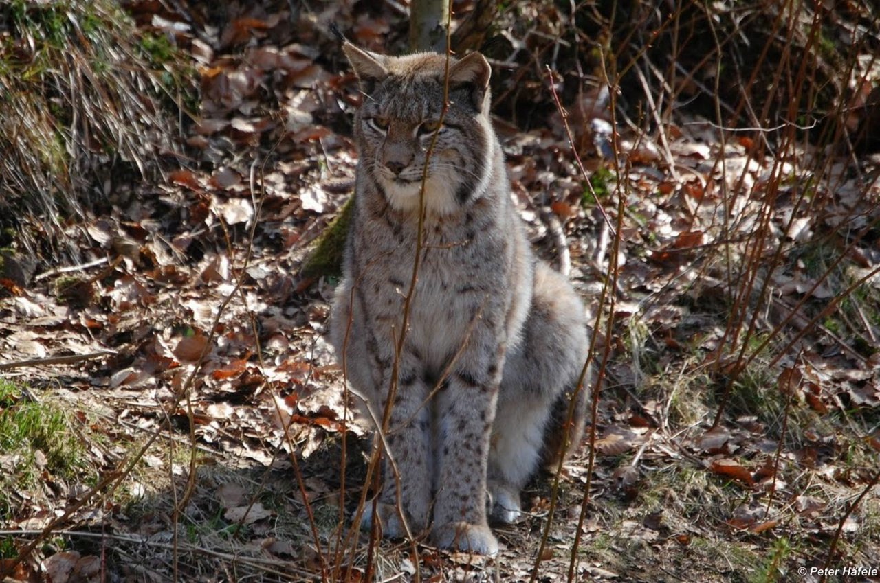 Eurasischer Luchs