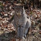 Eurasischer Luchs