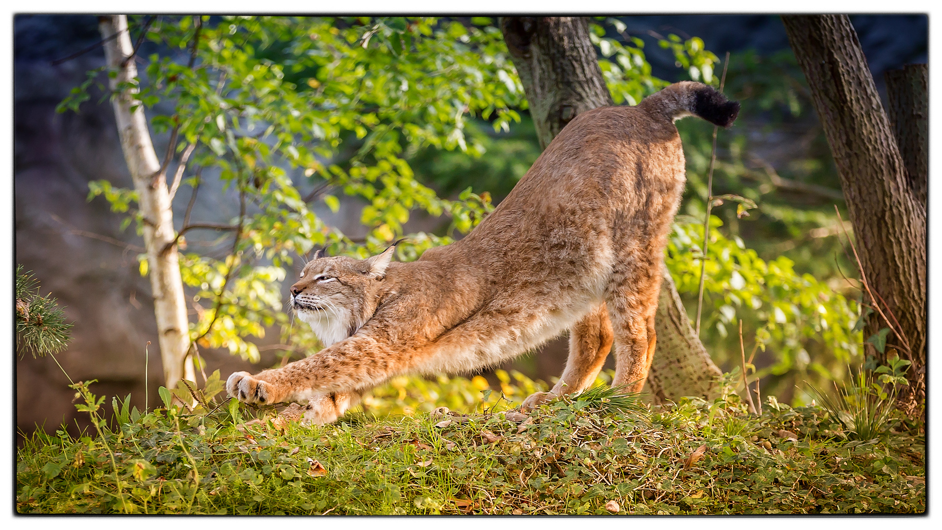 Eurasischer Luchs Foto & Bild | natur, zoo, tiere Bilder auf fotocommunity
