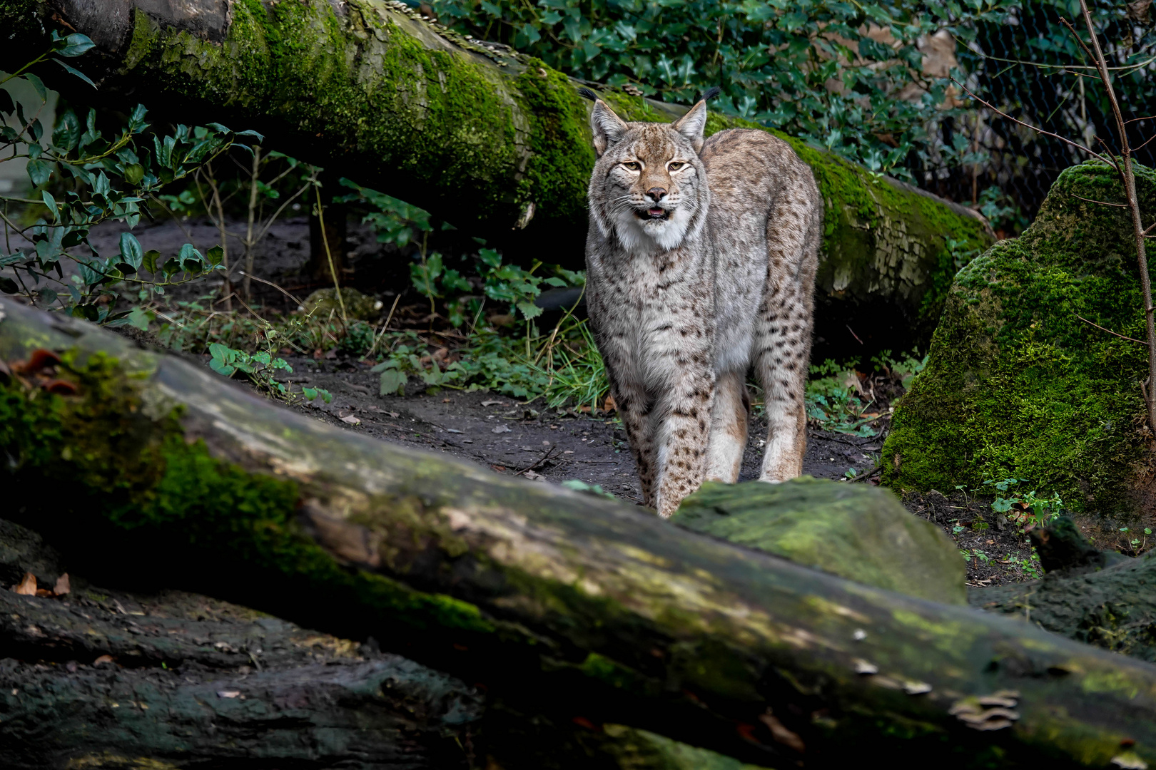 Eurasischer Luchs