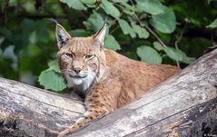 Eurasischer Luchs