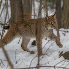 Eurasischer Luchs