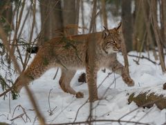 Eurasischer Luchs