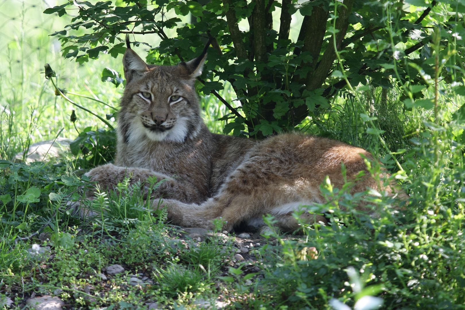 Eurasischer Luchs