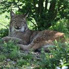 Eurasischer Luchs