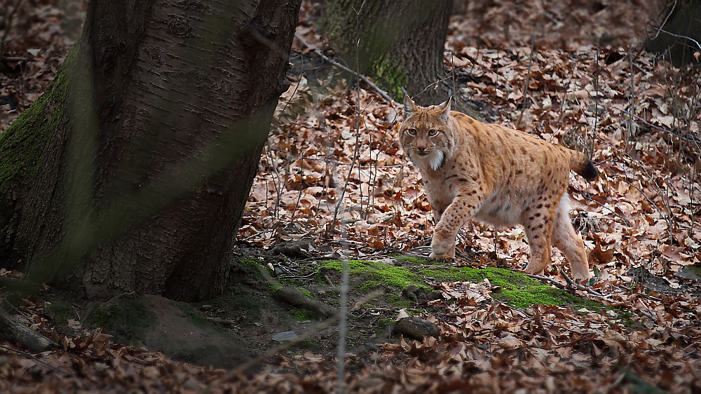 Eurasischer Luchs