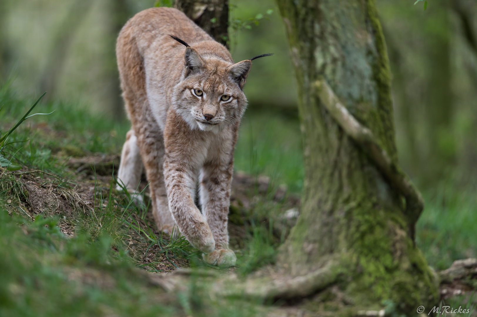 Eurasischer Luchs