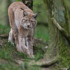 Eurasischer Luchs