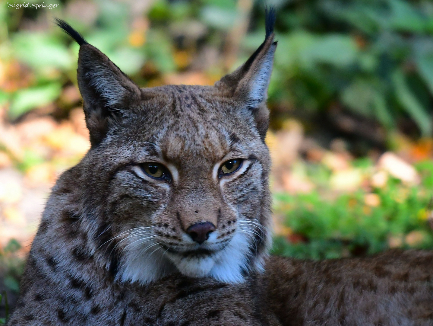 eurasischer Luchs