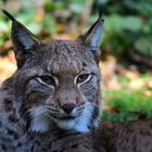 eurasischer Luchs