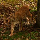 Eurasischer Luchs