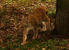 Eurasischer Luchs