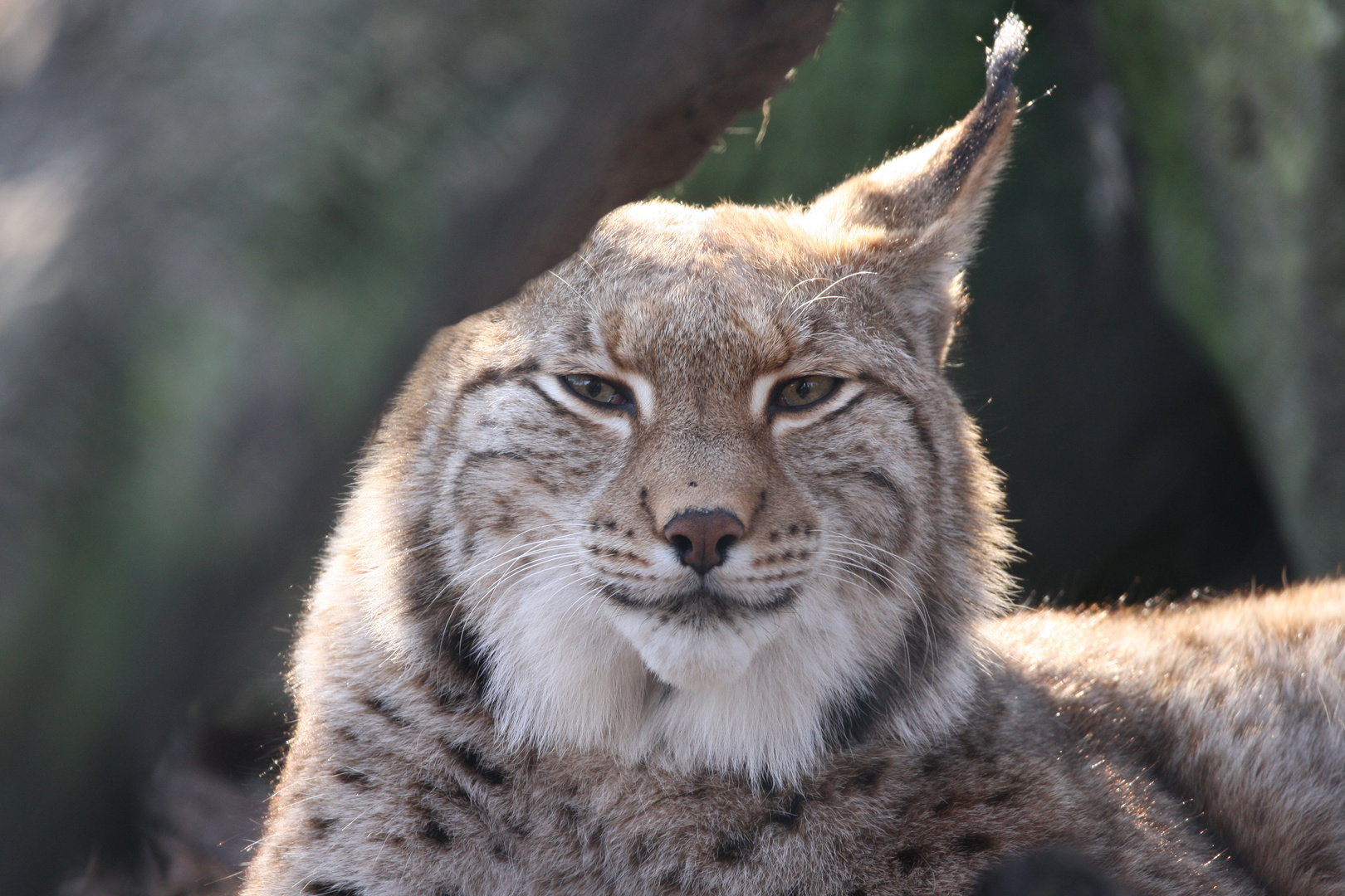 Eurasischer Luchs