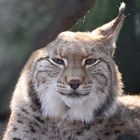 Eurasischer Luchs