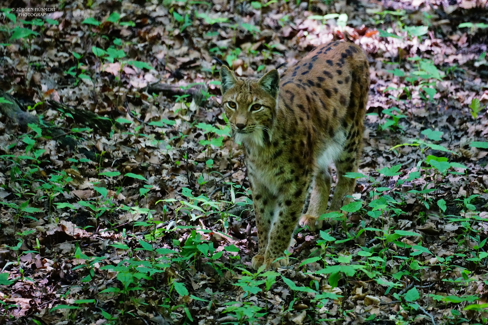 Eurasischer Luchs