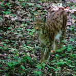 Eurasischer Luchs